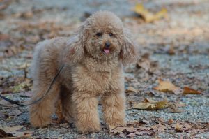 Poodle 4661818 1920 300X199