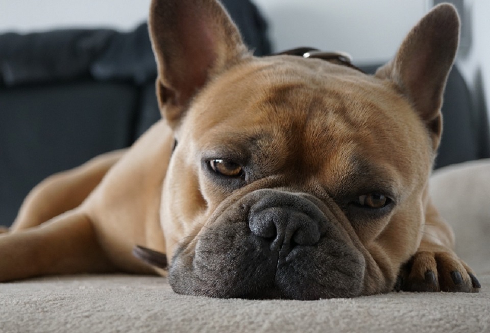 Bulldog 300X169